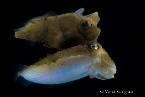 Cuttlefish reflection, night dive by Marco Gargiulo 
